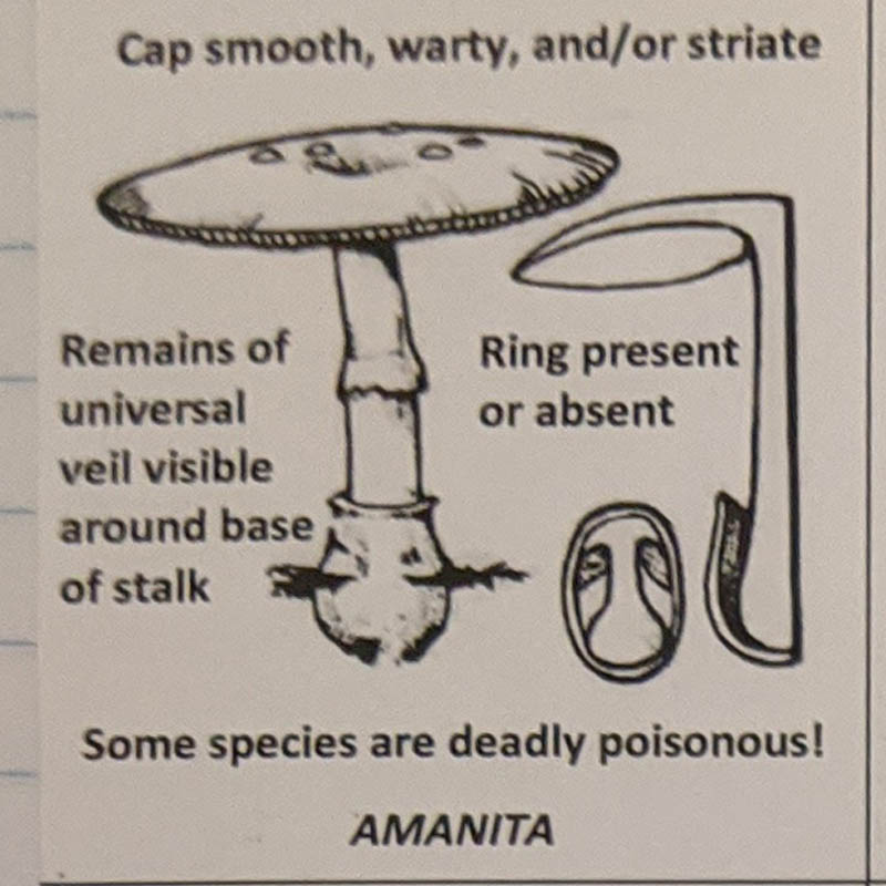 Amanita