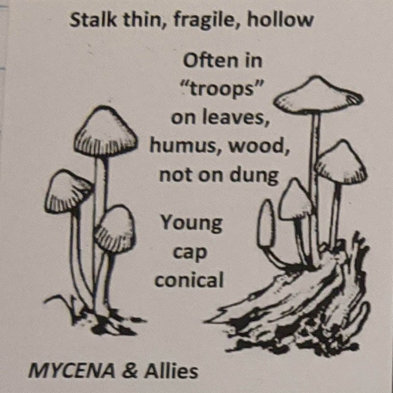 Mycena & Allies