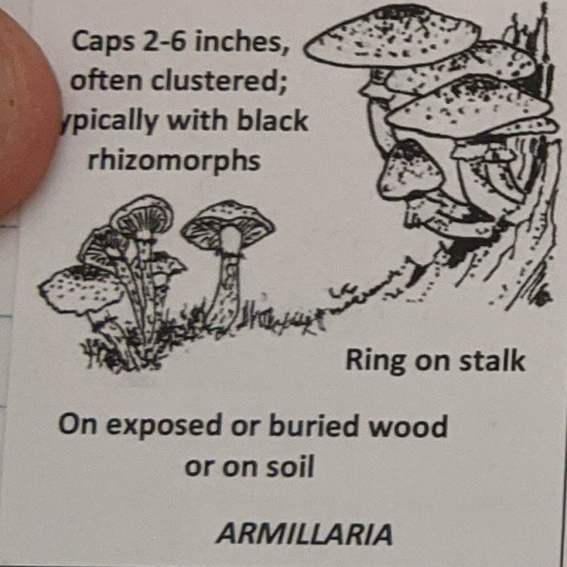 Armillaria