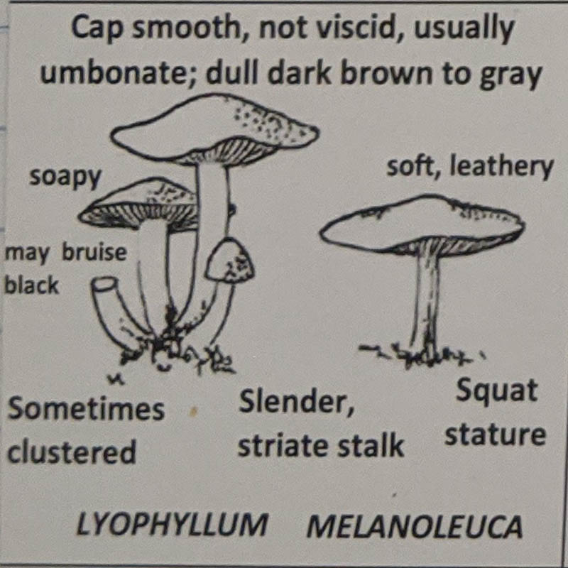 Lyophyllum / Melanoleuca
