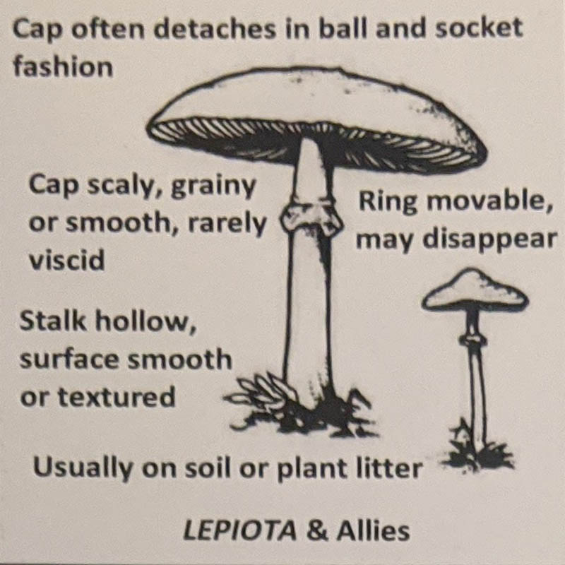 Lepiota & Allies