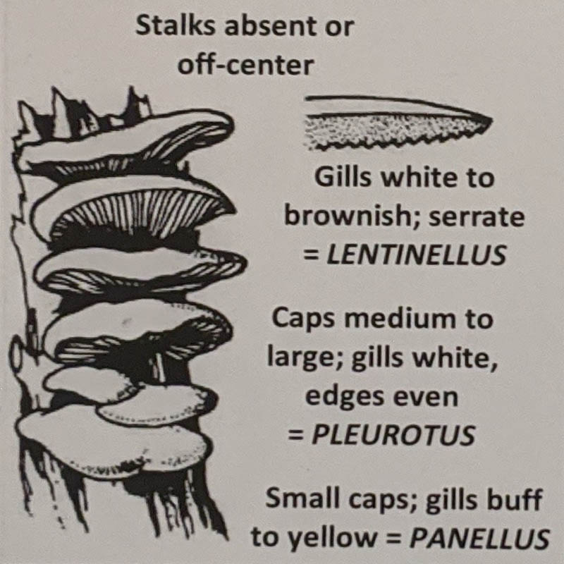 Panellus