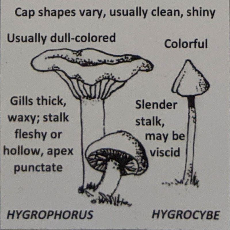 Hygrophorus / Hygrocybe