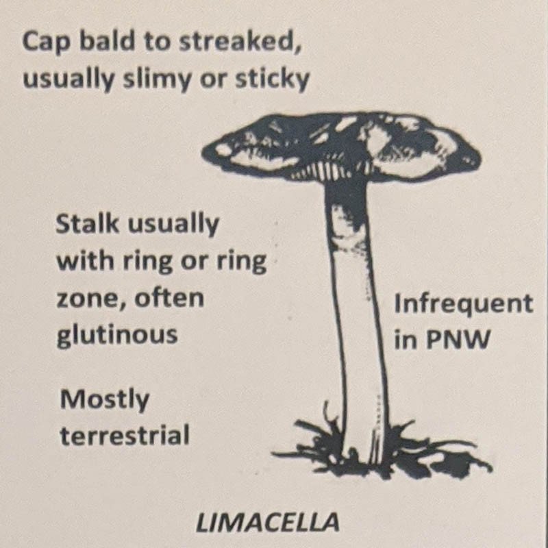 Limacella