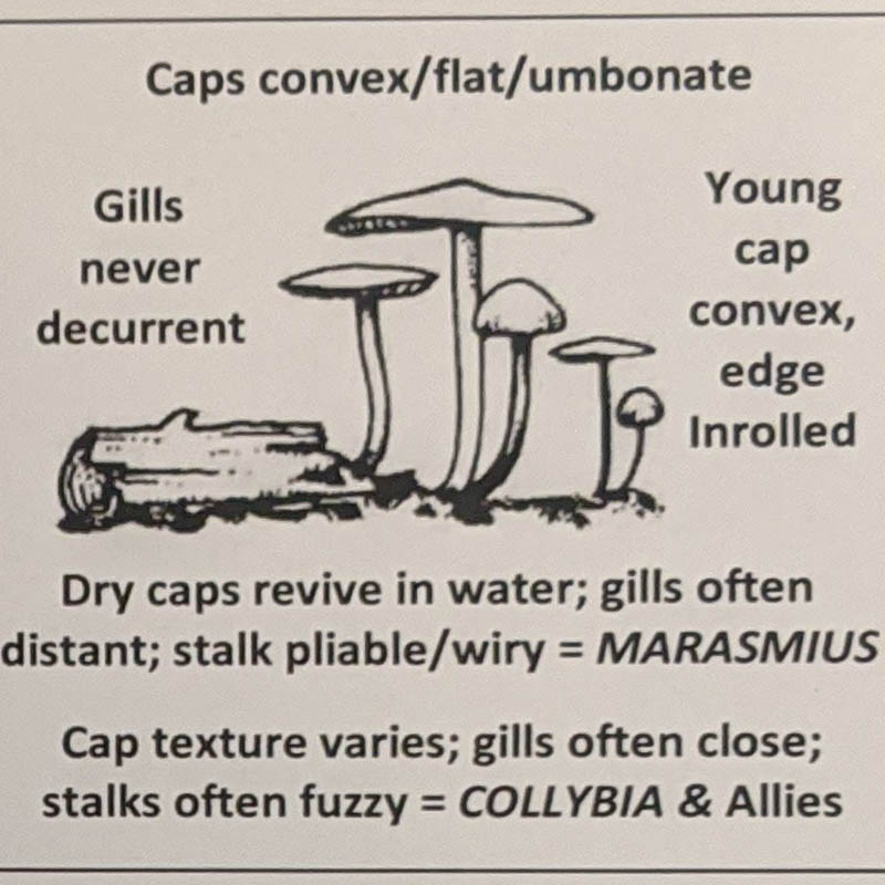 Collybia & Allies