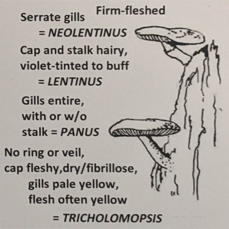 Tricholomopsis