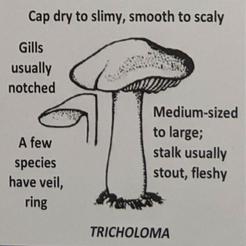 Tricholoma