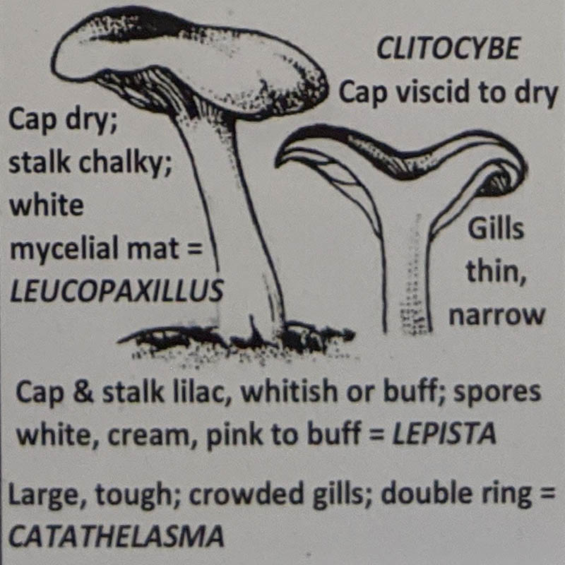 Catathelasma