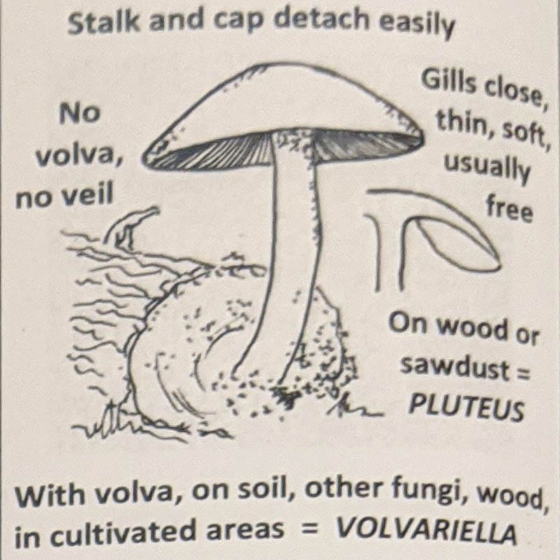 Pluteus / Volvariella