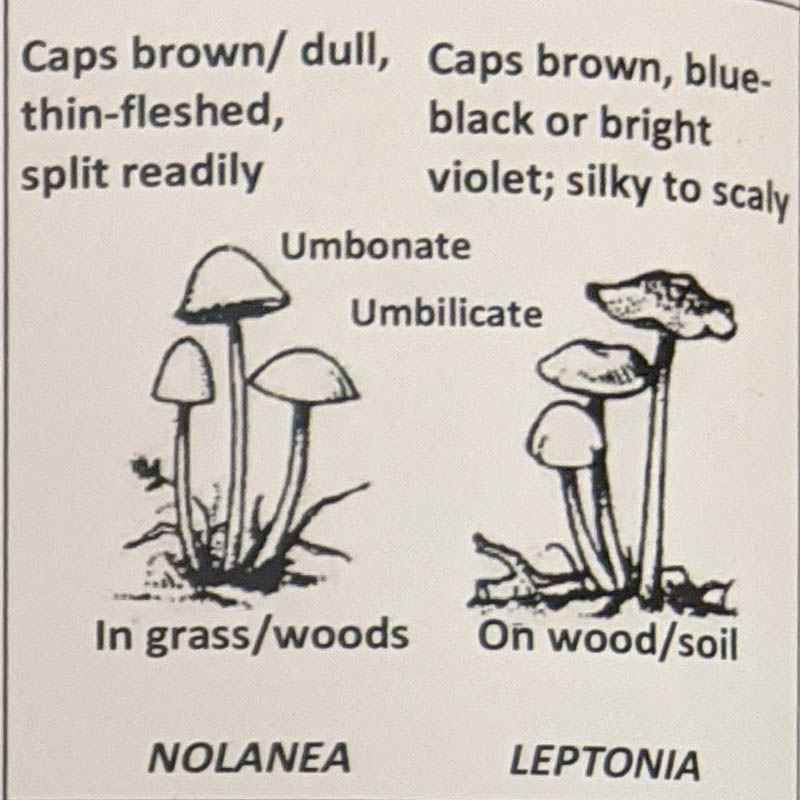 Nolanea / Leptiona