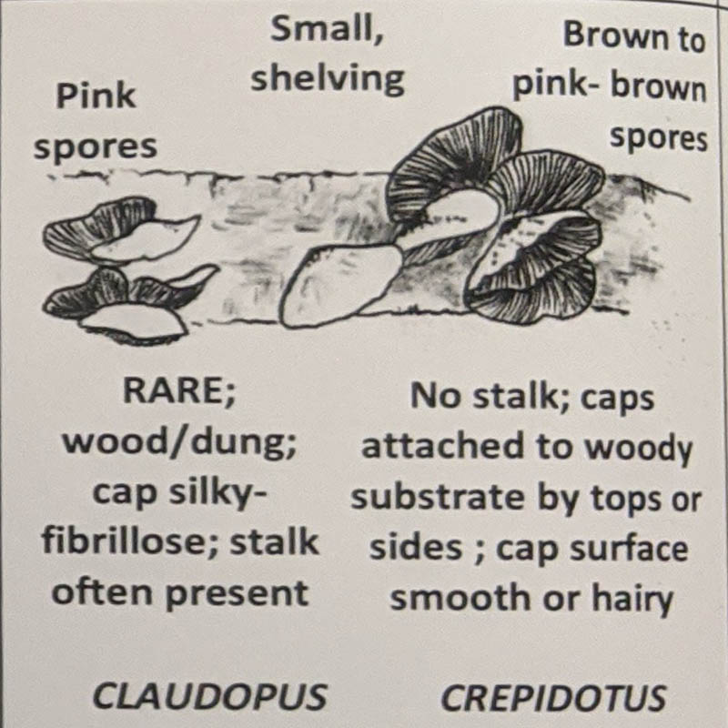 Claudopus / Crepidotus