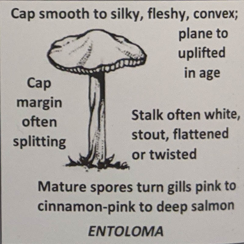 Entoloma