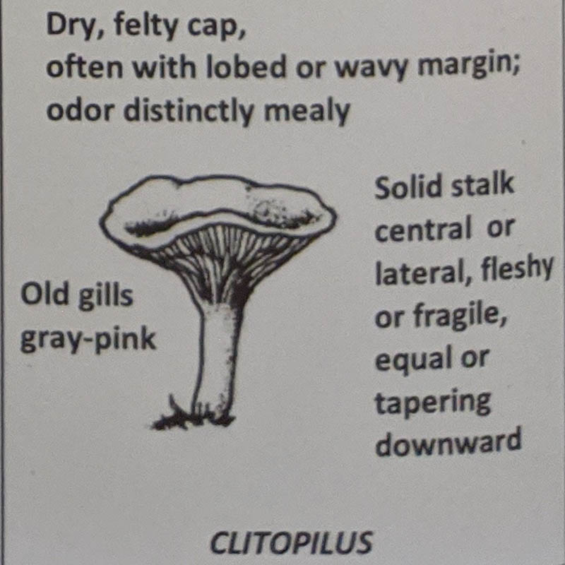 Clitopilus