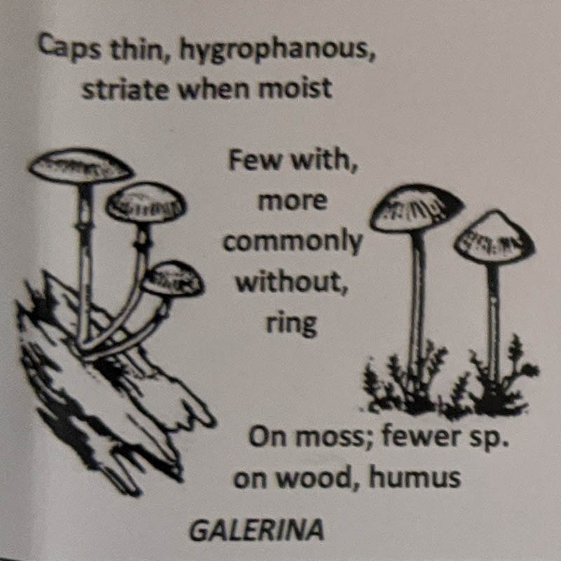 Galerina