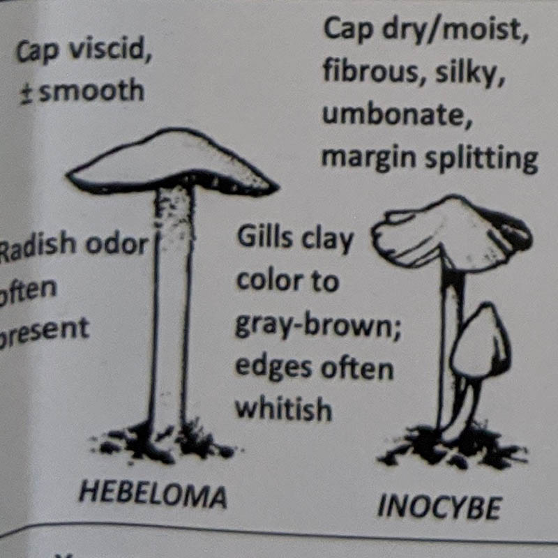 Hebeloma / Inocybe