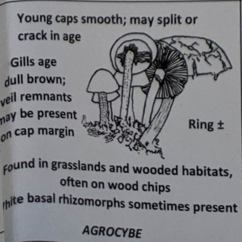 Agrocybe