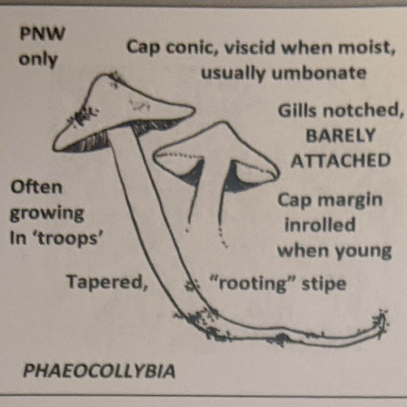 Phaeocollybia