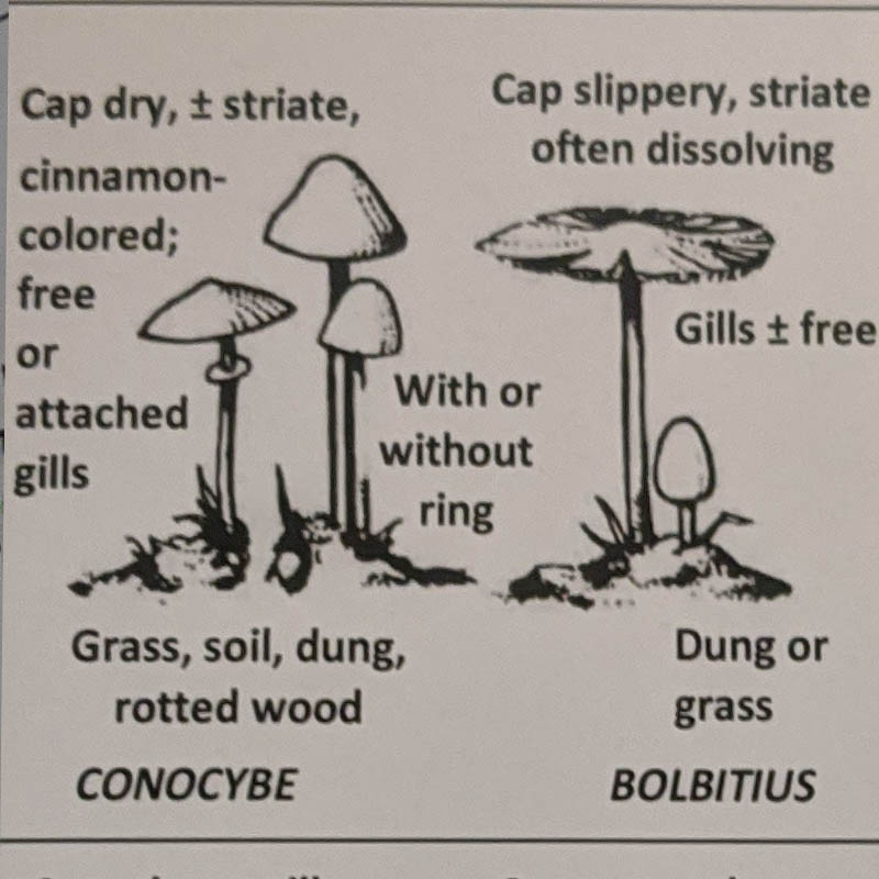 Galerina