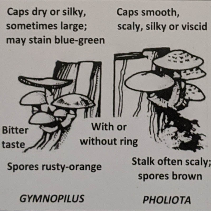 Gymnopilus / Pholiota