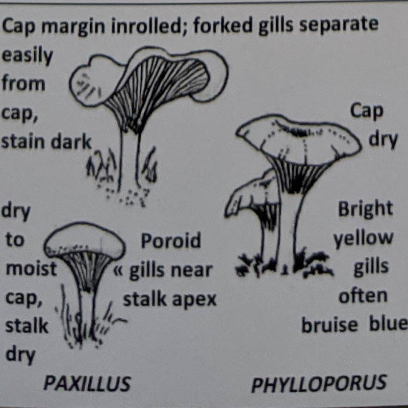 Paxillus / Phylloporus