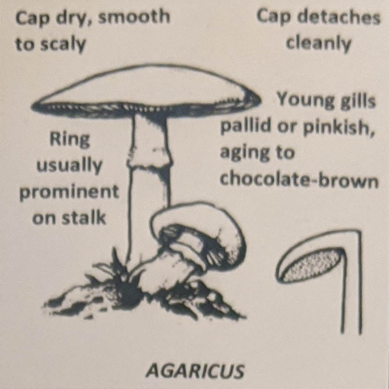Agaricus