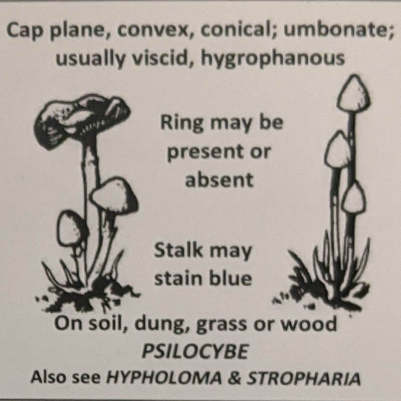Psilocybe