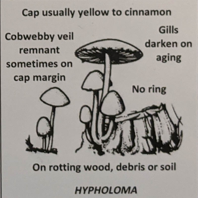 Hypholoma