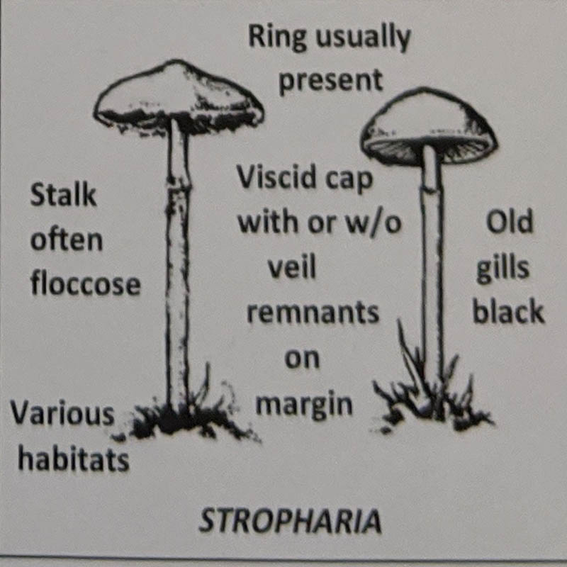 Stropharia