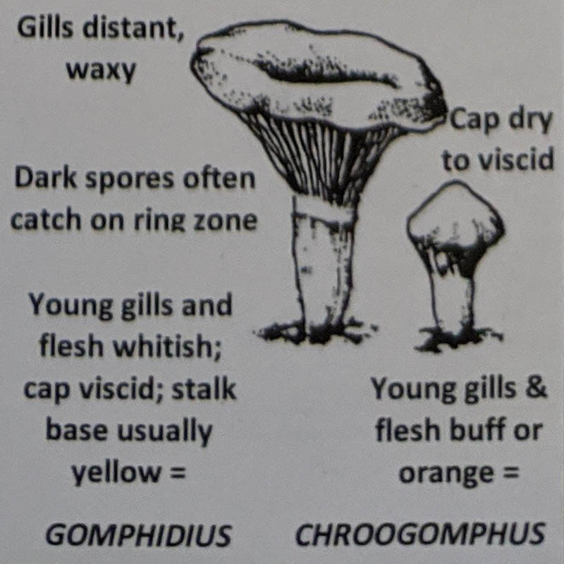 Gomphidius / Chroogomphus