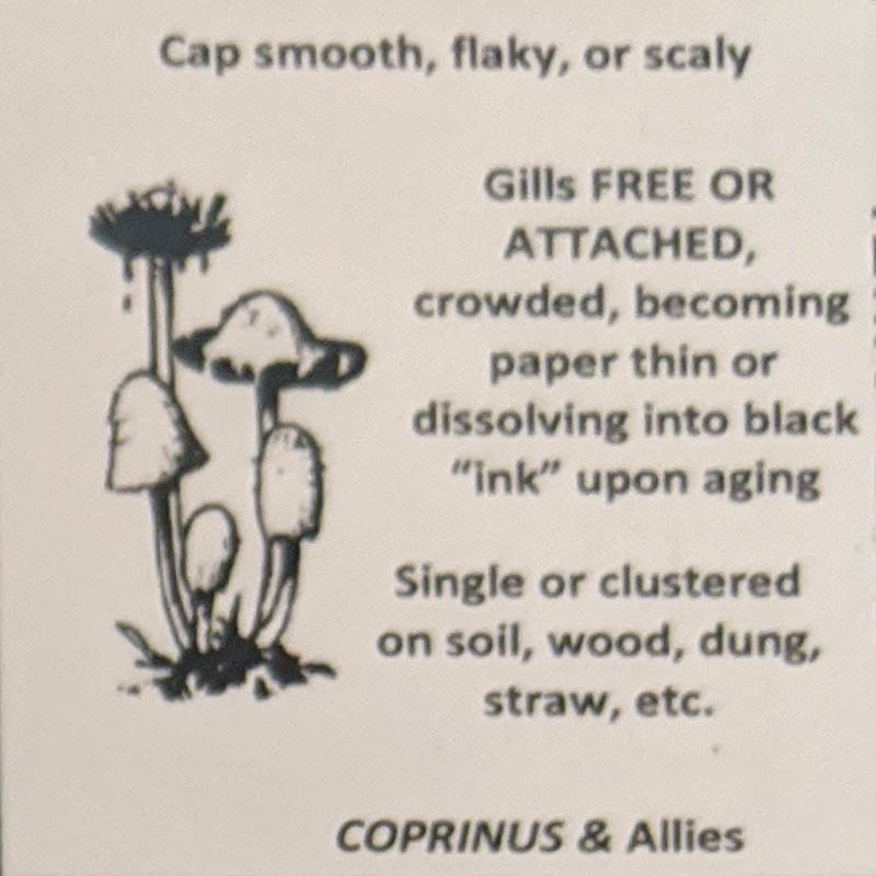Coprinus & Allies