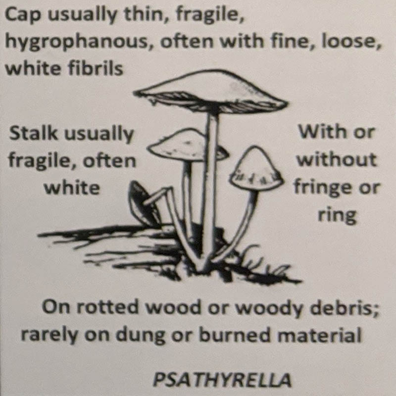 Psathyrella